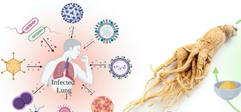 Ginseng’s Fatigue Combat Benefits for Fibromyalgia