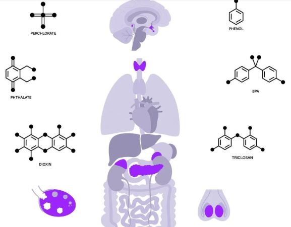 Endocrine Disruptors – Chronic Awareness