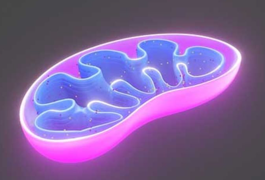 Mitochondrial Dysfunction in Fibromyalgia: Are Your Energy Factories Failing?