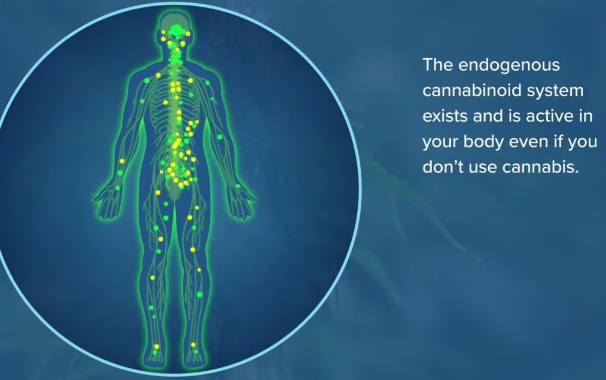 The Endocannabinoid System and Fibromyalgia: A New Frontier in Pain Management